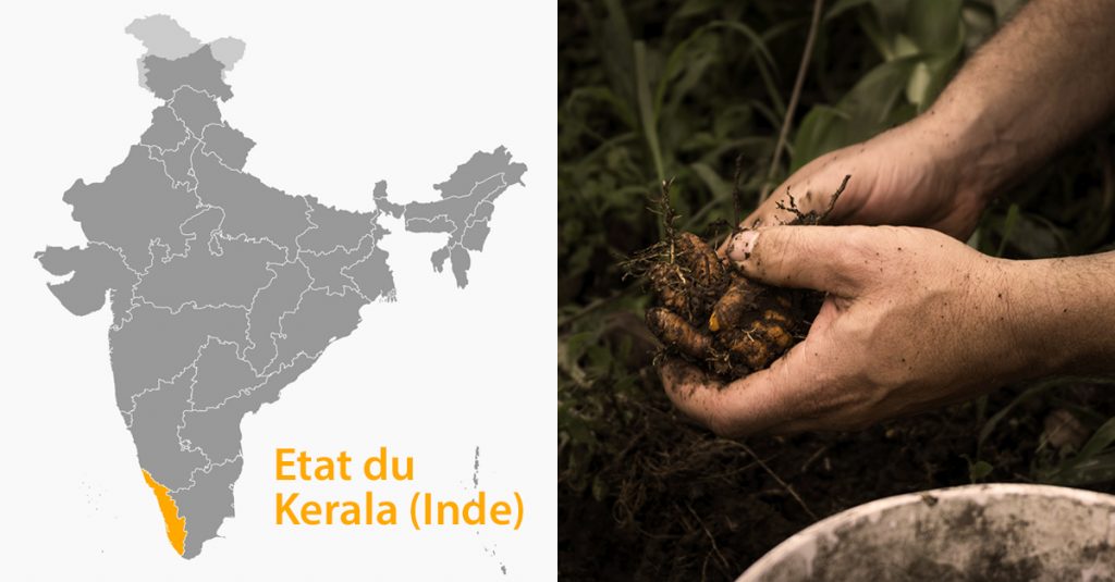 Culture du curcuma dans la région du Kerala en Inde - Nutrixeal Info