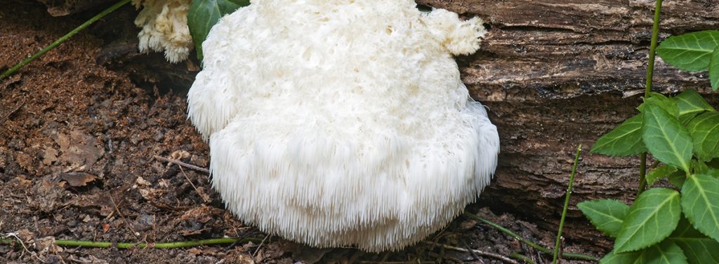 Hericium erinaceus Nutrixeal Info