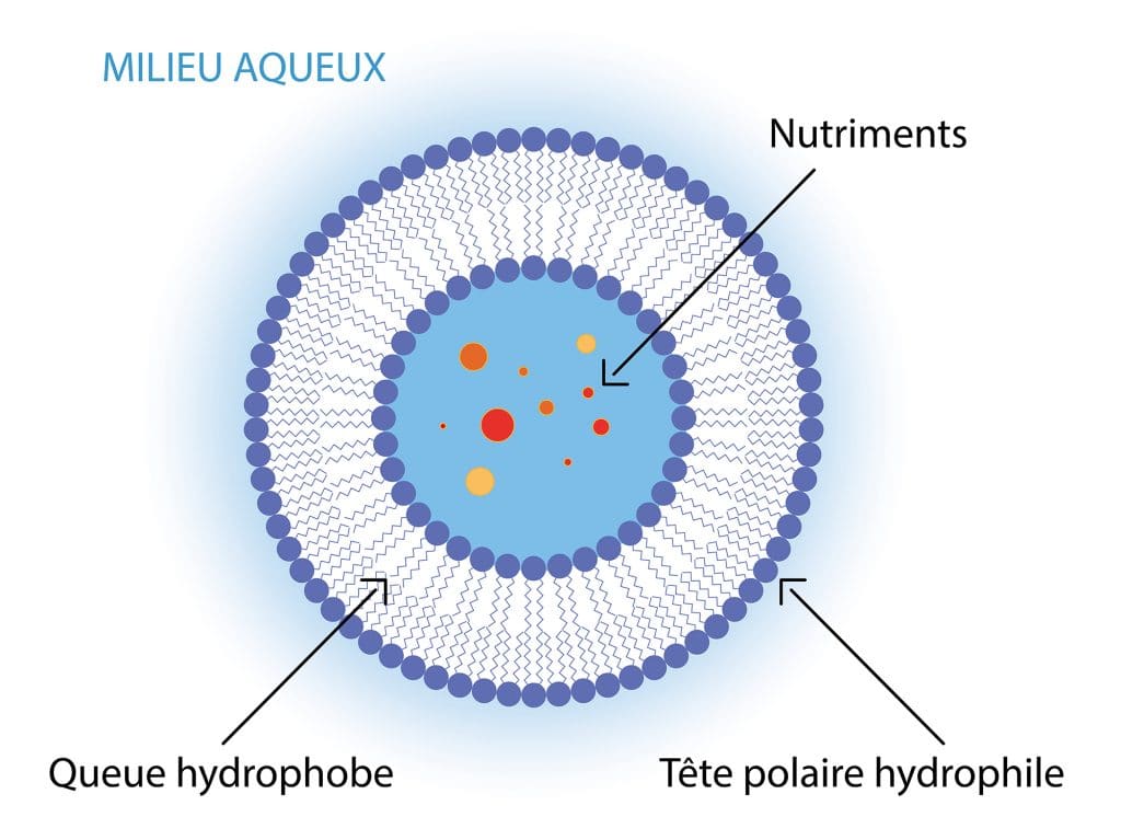 liposome dossier Vitamine C Nutrixeal Info