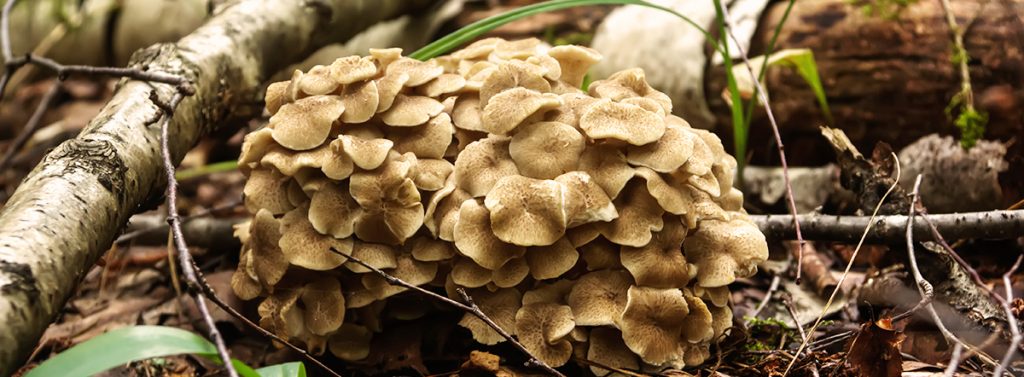 Maitake Nutrixeal Info