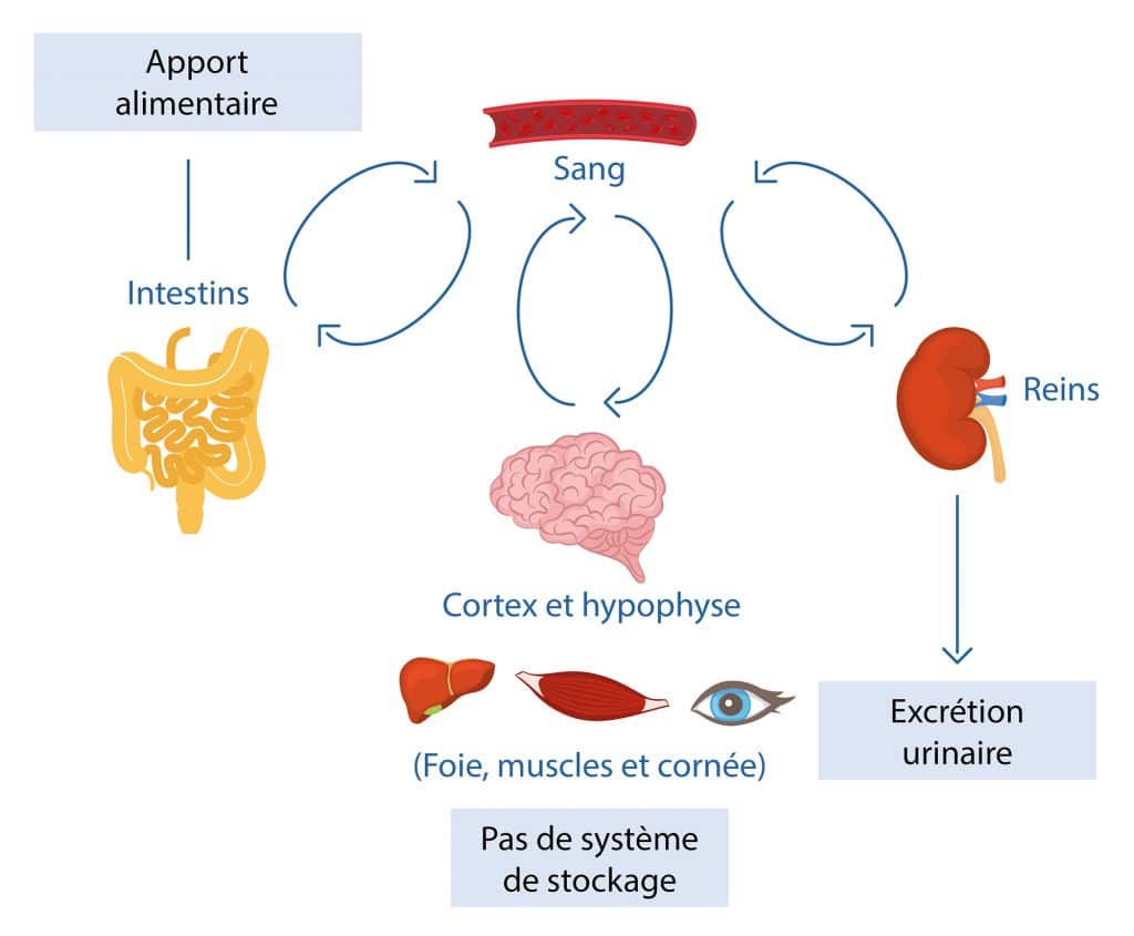 schéma regulation vitamine C Nutrixeal Info