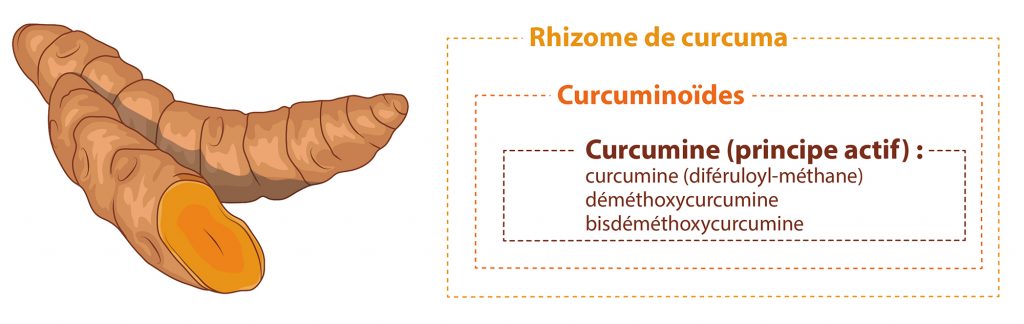 Curcuma curcuminoides et curcumine Nutrixeal Info