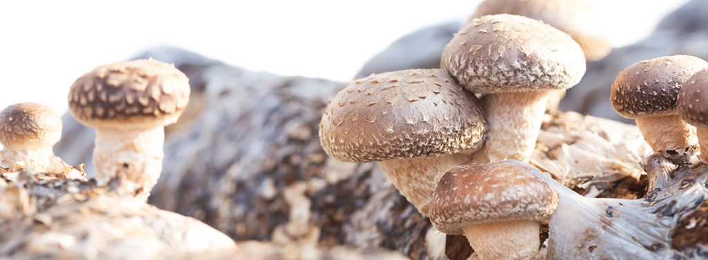 Shiitake Nutrixeal Info