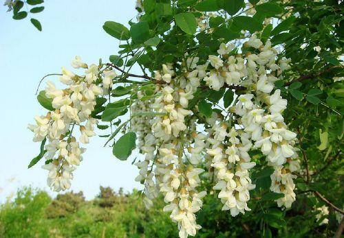 Fleurs de Sophora japonica source de quercétine