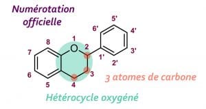 Squelette de base des flavonoïdes Nutrixeal Info