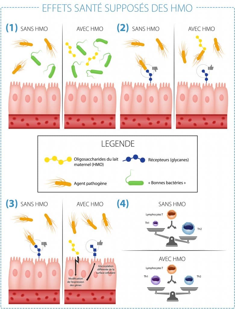 effet santé supposés des HMO Nutrixeal Info