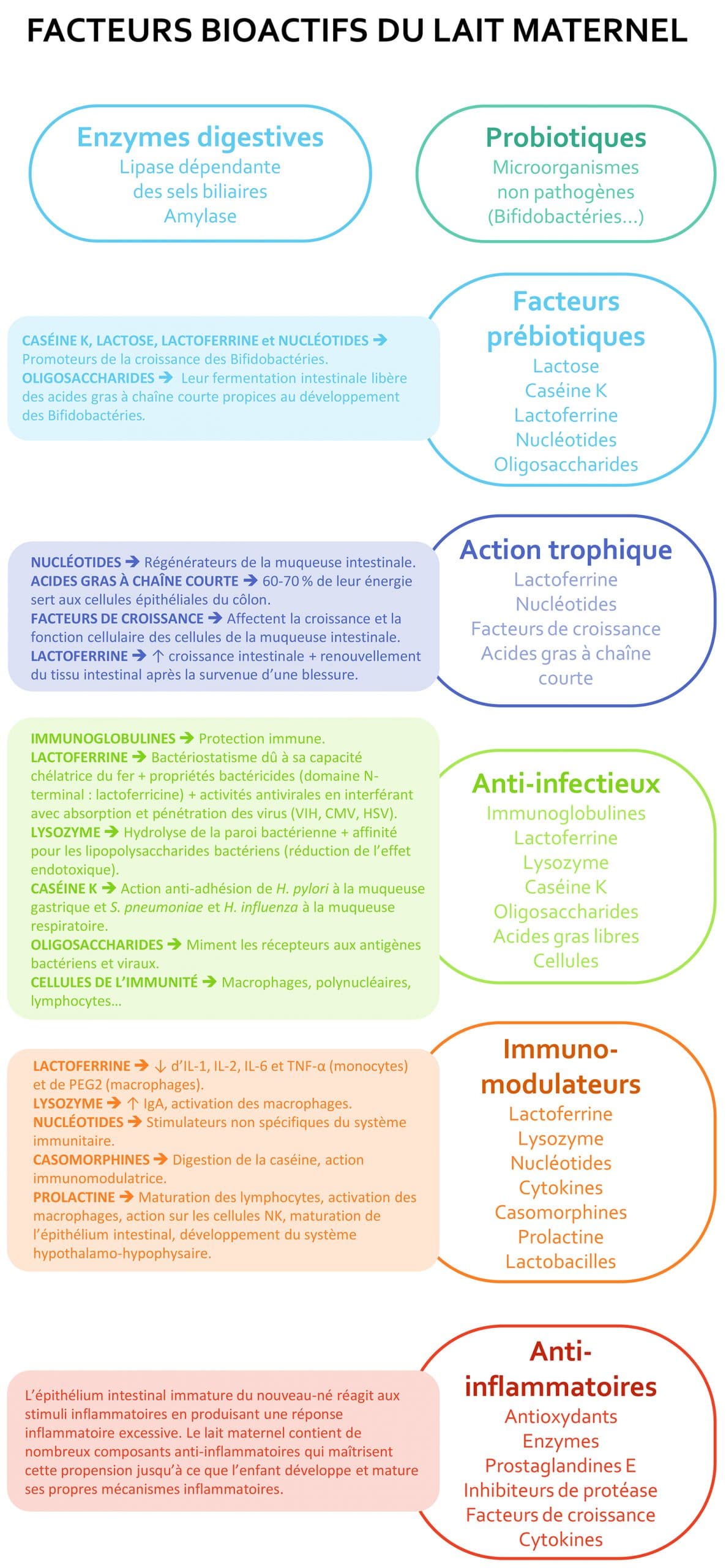 facteurs-bioactifs-du-lait-maternel-Nutrixeal-Info
