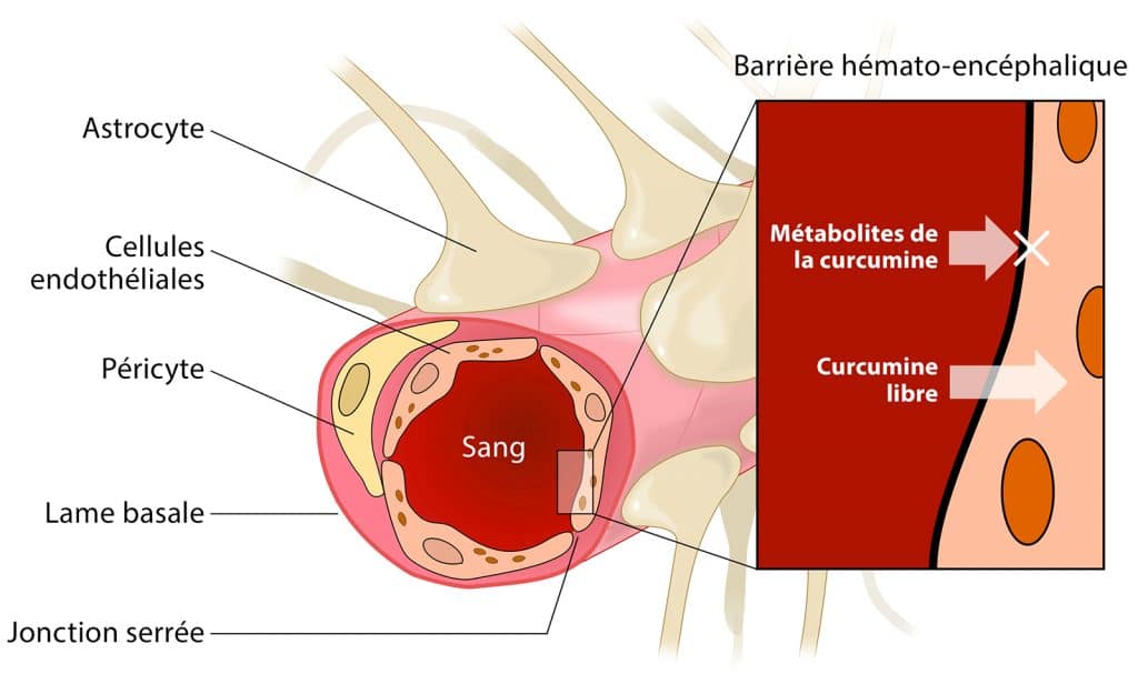 Barrière hemato-encephalique Nutrixeal Info