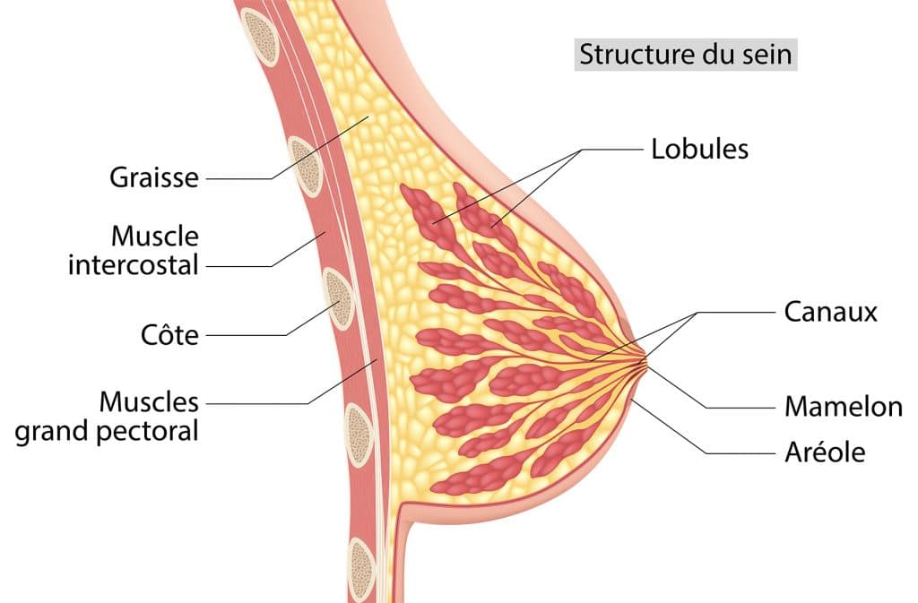 schéma_sein_Nutrixeal-Info