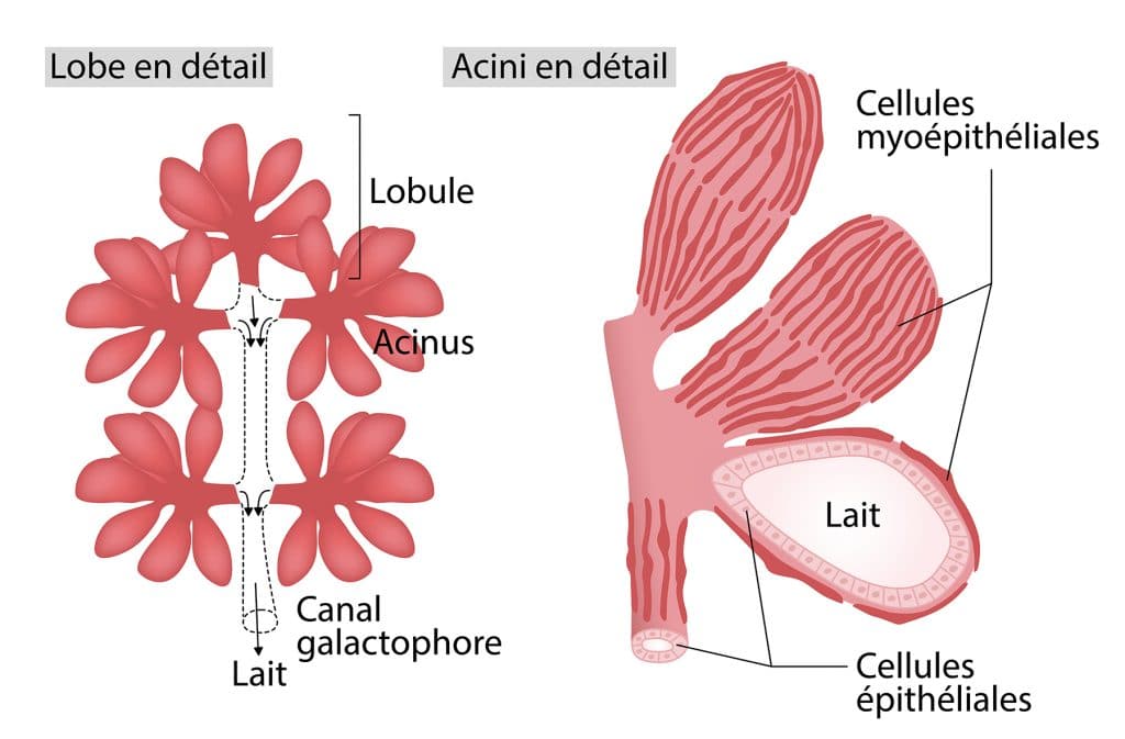 schéma_sein_Nutrixeal-Info