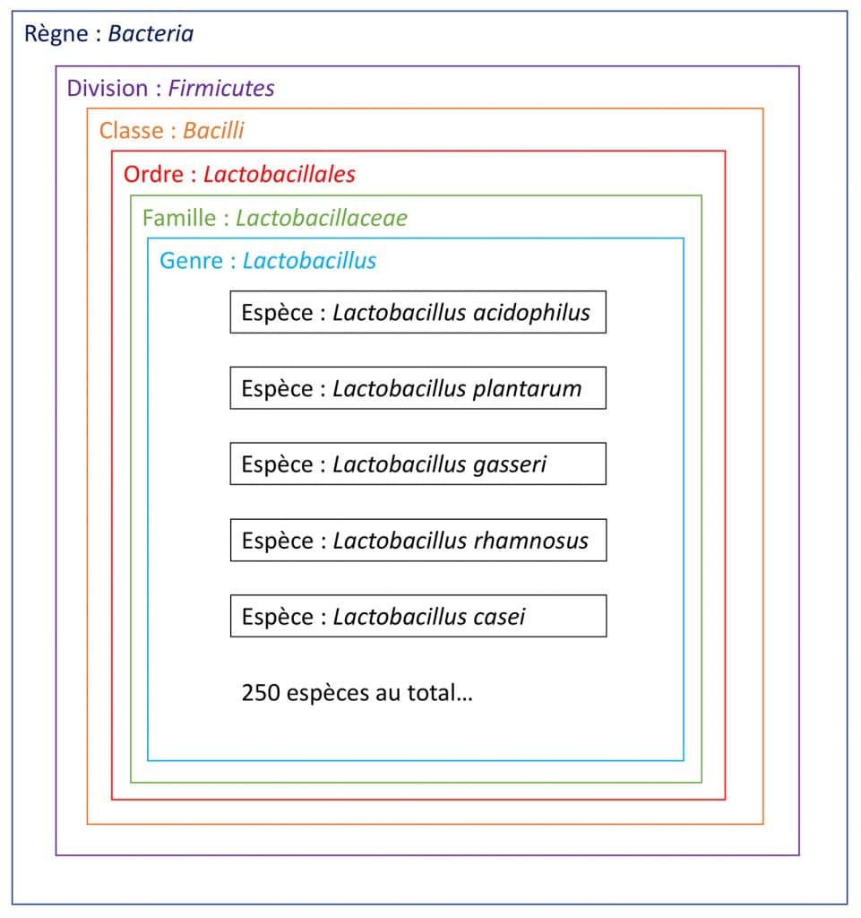 Ancienne classification des lactobacilles Nutrixeal Info