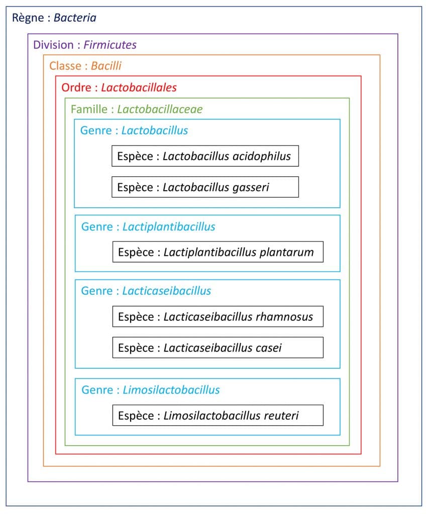 Nouvelle classification des lactobacilles Nutrixeal Info