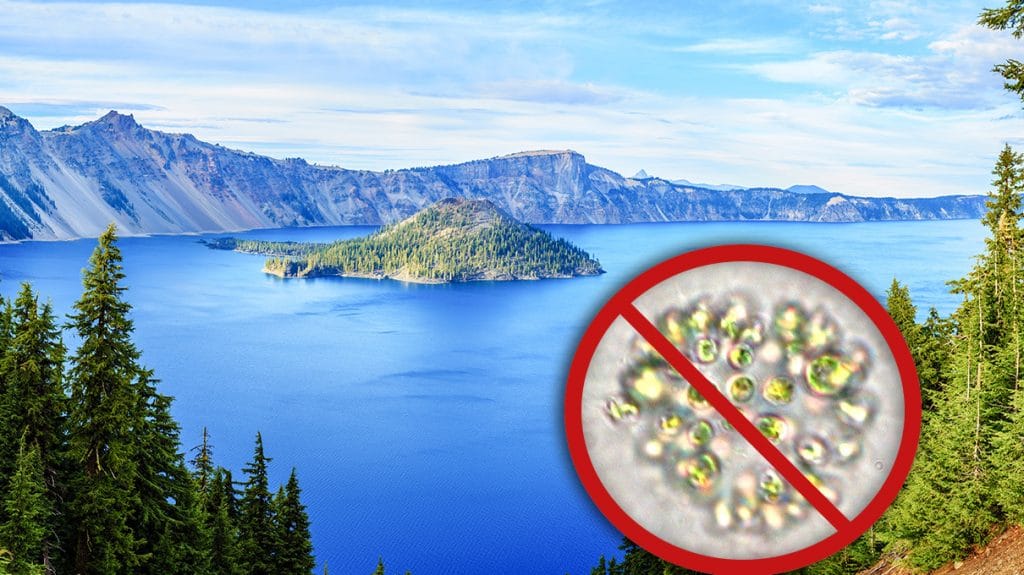 Klamath Nutrixeal sans microcystines.
