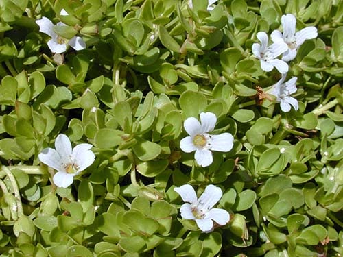 L'extrait de Bacopa monnieri Nutrixeal est standardisé en bacosides et garantit sans HAP.