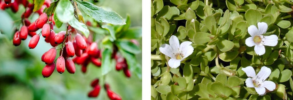 Berberis vulgaris et Bacopa monnieri particulièrement touchées par le problème de la contamination aux HAP.