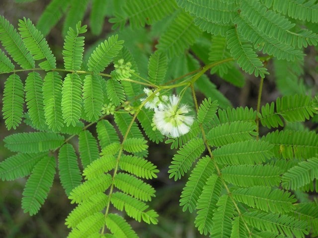 Le produit Prebiosoft Nutrixeal contient des fibres douces issues d'acacia BIO.