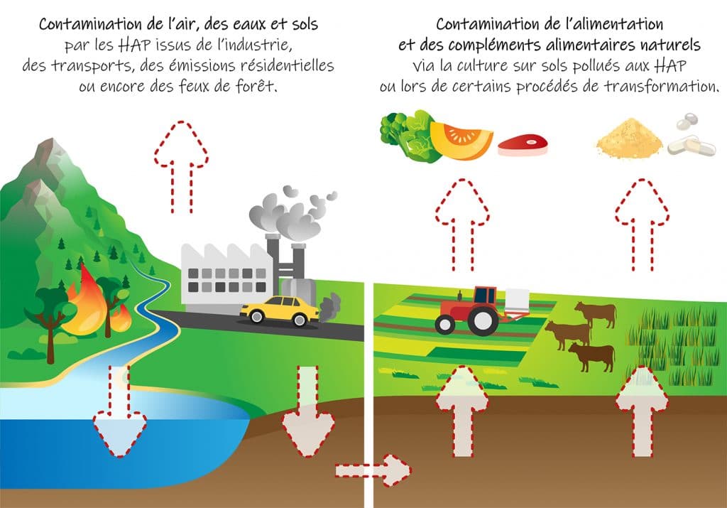 Sources de HAP dans les compléments alimentaires, l'alimentation et l'environnement.