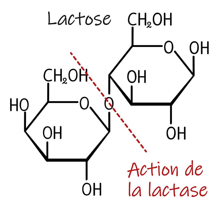 La lactase digère le lactose en glucose et galactose.