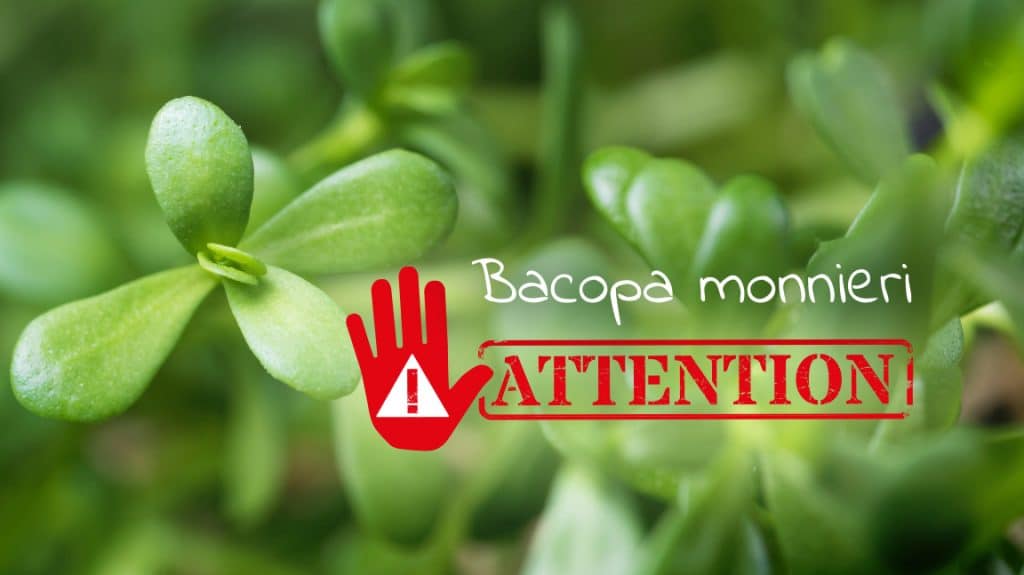Bacopa monnieri alerte qualité Nutrixeal Info