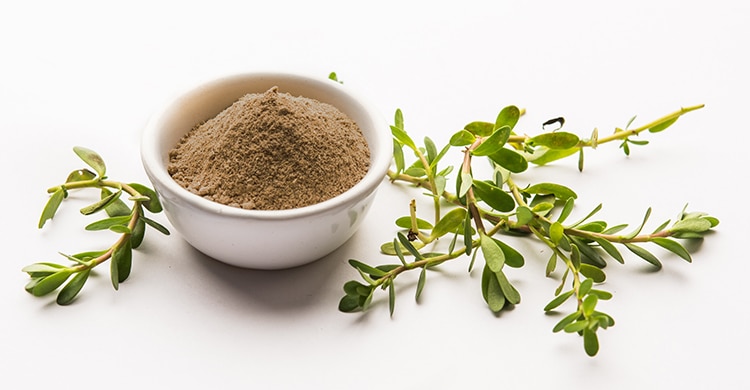 Poudre de Bacopa Monnieri