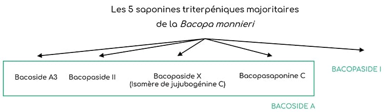 Bacosides majoritaires de la Bacopa monnieri