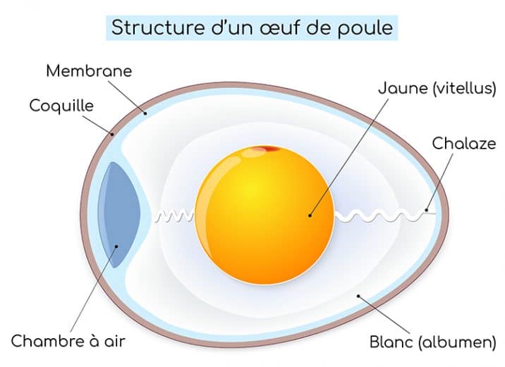8 Plateaux à œufs En Forme De Poule - Mignons Et Pratiques - Neufs Sous Emballage