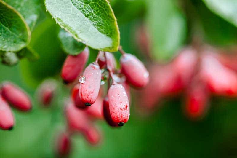 Berberis aristata source de berbérine