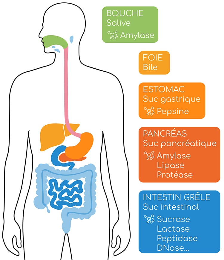 Enzyme Digestive Contenue Dans La Salive