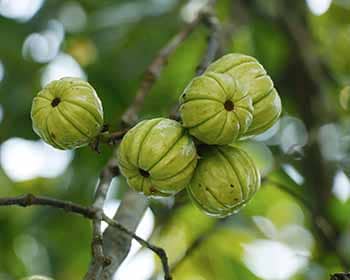 garcinia hydroxicitrate