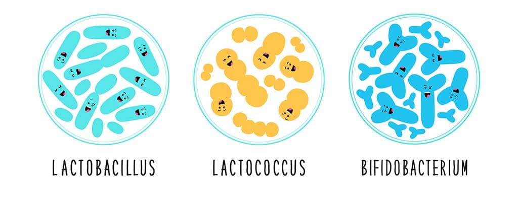 bactéries microbiotiques probiotiques micro-encapsulation