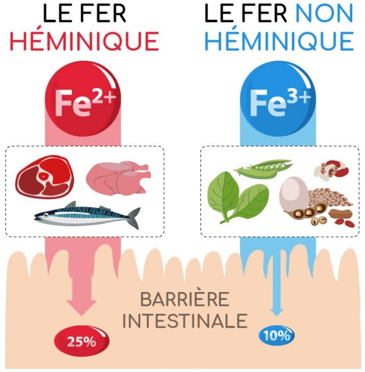 Fer formes, sources et assimilation Nutrixeal Info Fer formes, sources et assimilation Nutrixeal Info