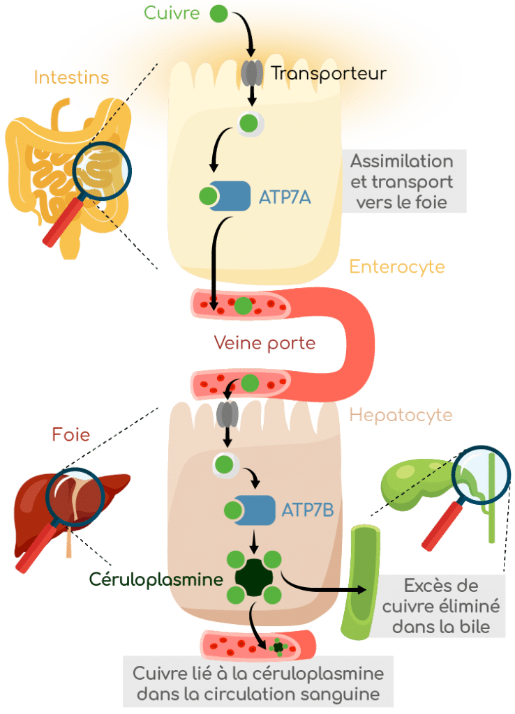 Cuivre caractéristiques et rôles biologiques Nutrixeal Info Cuivre caractéristiques et rôles biologiques Nutrixeal Info