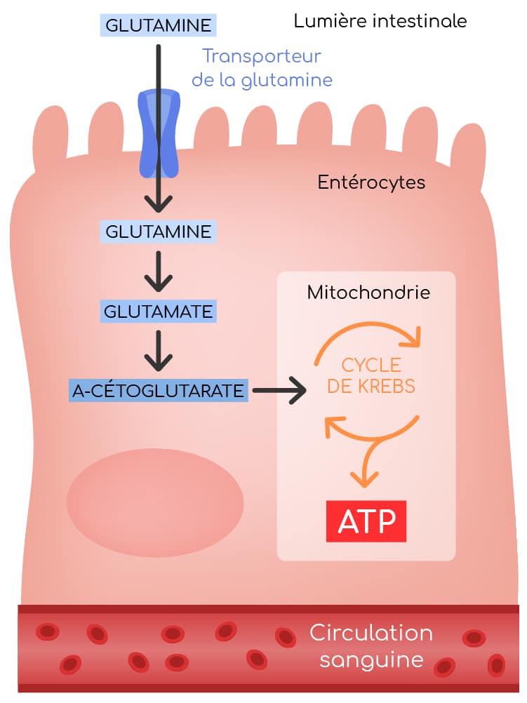 Barrière intestinale caractéristiques et rôles biologiques