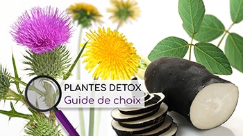 plantes detox guide de choix nutrixeal info